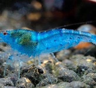 Gamberetti / neocaridine / "Blue Jelly"