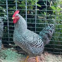 Galline AMROCK