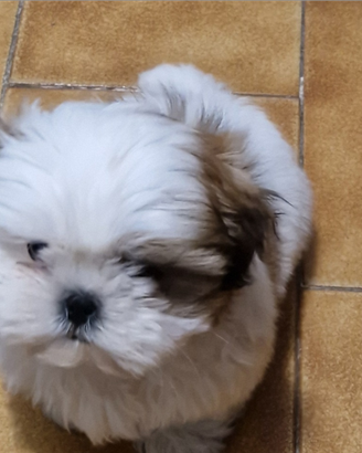 Cagnolino shuzu