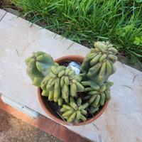 cereus peruviano crestato 