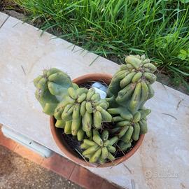 cereus peruviano crestato 