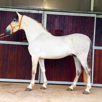 Cavallo Andaluso