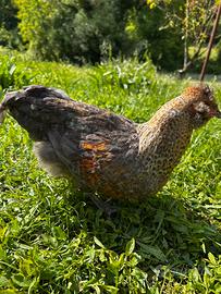 Gallina incrocio Moroseta Amrock