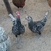 Coppia Sebright argento orlo nero