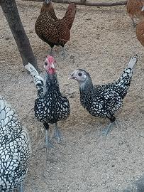 Coppia Sebright argento orlo nero