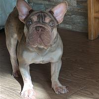 Bulldog francese big rope velvet