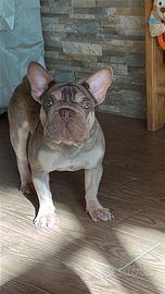 Bulldog francese big rope velvet