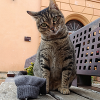 Una famiglia per questa gattina tigrata