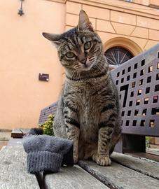 Una famiglia per questa gattina tigrata