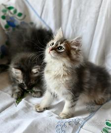 Cuccioli gatto siberiano con pedigree Anfi