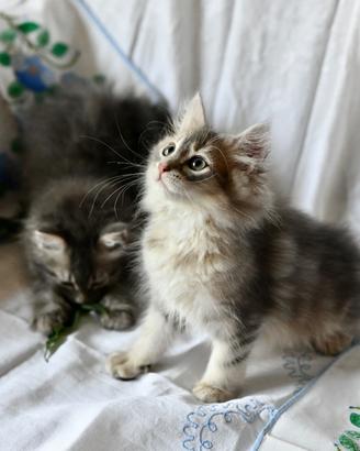 Cuccioli gatto siberiano con pedigree Anfi
