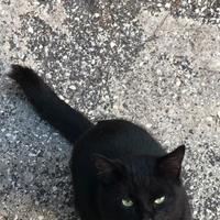 Gatto nero con punta della coda bianca