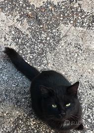 Gatto nero con punta della coda bianca