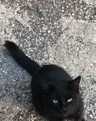 Gatto nero con punta della coda bianca