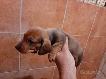 Bassotto nano cuccioli