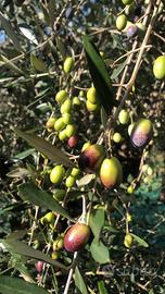 Terreno agricolo uliveto e Frutti