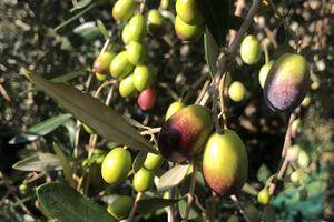 Terreno agricolo uliveto e Frutti