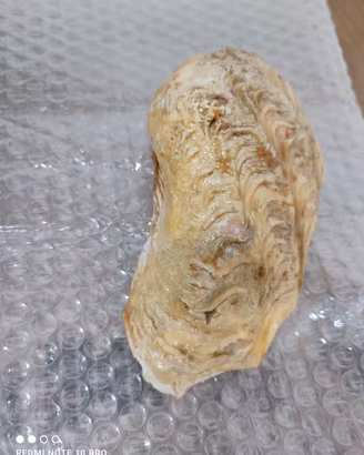 Conchiglia Tridacna