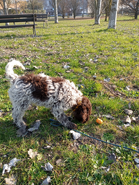 Cucciolo di Lagotto