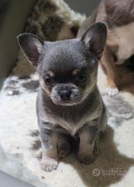 Chihuahua maschio