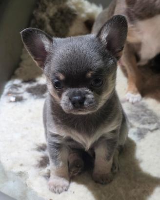 Chihuahua maschio