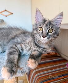 Cucciola maine coon con pedigree
