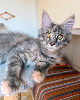Cucciola maine coon con pedigree