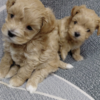 Maltipo mini mini toy