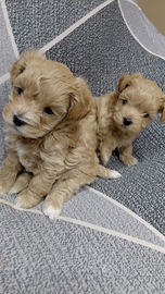 Maltipo mini mini toy