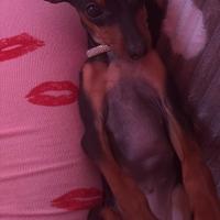 Cucciola di pinscher