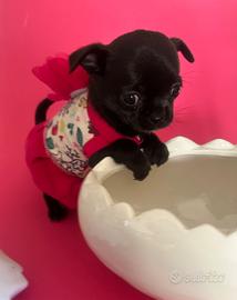 Cucciolo di chihuahua femmina con pedigree ENCI