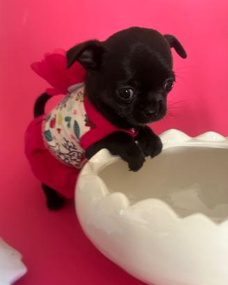 Cucciolo di chihuahua femmina con pedigree ENCI