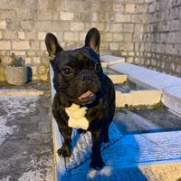Bulldog francese disponibile per monta