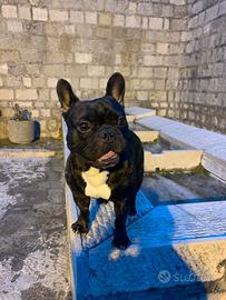 Bulldog francese disponibile per monta