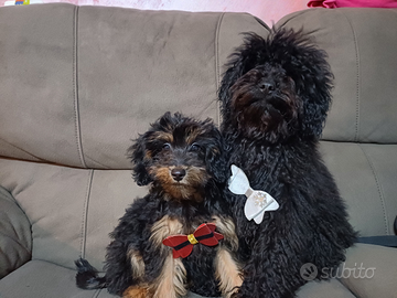 Barboncino toy e Simil Maltipoo
