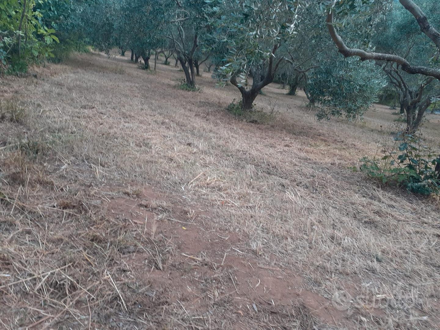 Terreno e abitazione a Monte Covello - Girifalco - Vista 2