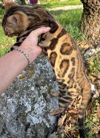 Cuccioli gatto bengala