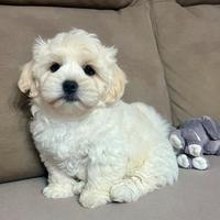 Cucciolo Maltese