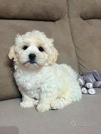 Cucciolo Maltese