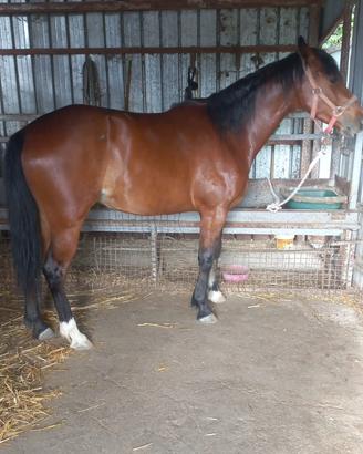 Cavalla altezza 150 cm