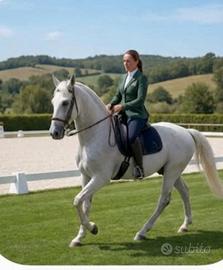 Cavallo olandese