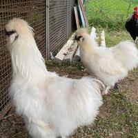 Gallo moroseta bianco puro
