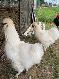 Gallo moroseta bianco puro