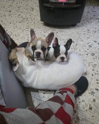 Cani bouledogue francese