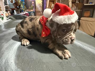 Buldog francese esotico