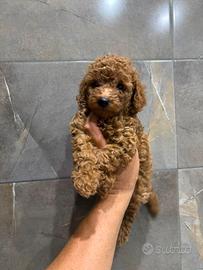 cuccioli di barboncino Toy 