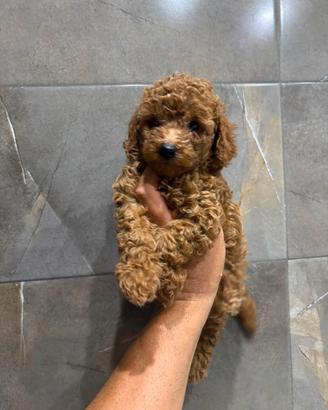 cuccioli di barboncino Toy 