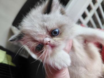 Exotic Shorthair
