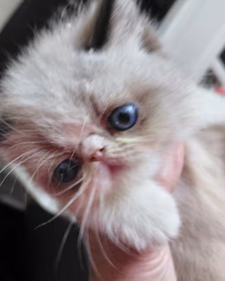 Exotic Shorthair