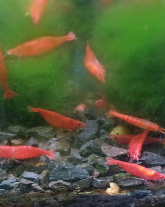 Caridine red cherry